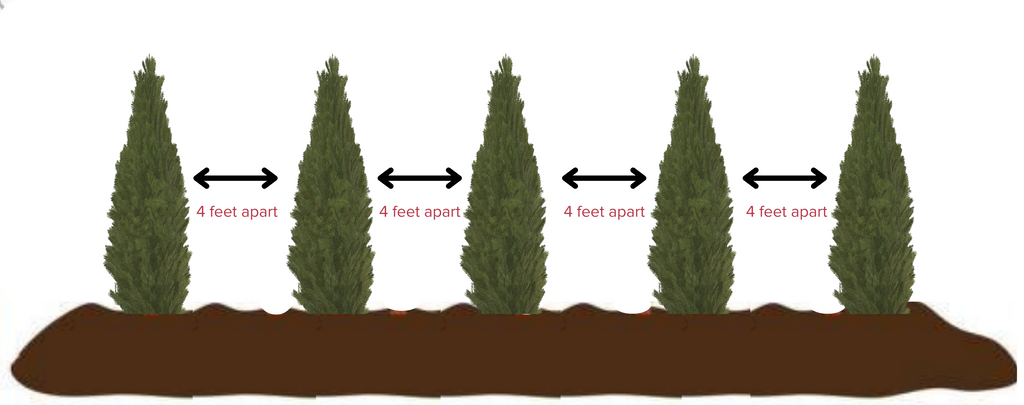 Arborvitae Trees: Spacing And How Many Should You Plant | Bower & Branch