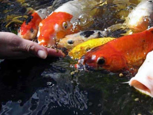 Koi Fish Food: What To Feed Koi Fish And More- Premier Ponds