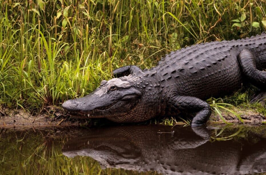 How Many Alligators Live In North Carolina? - Az Animals