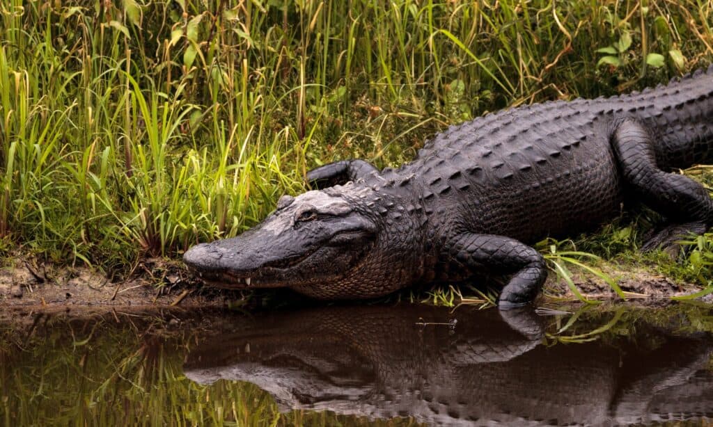 How Many Alligators Live In North Carolina? - Az Animals