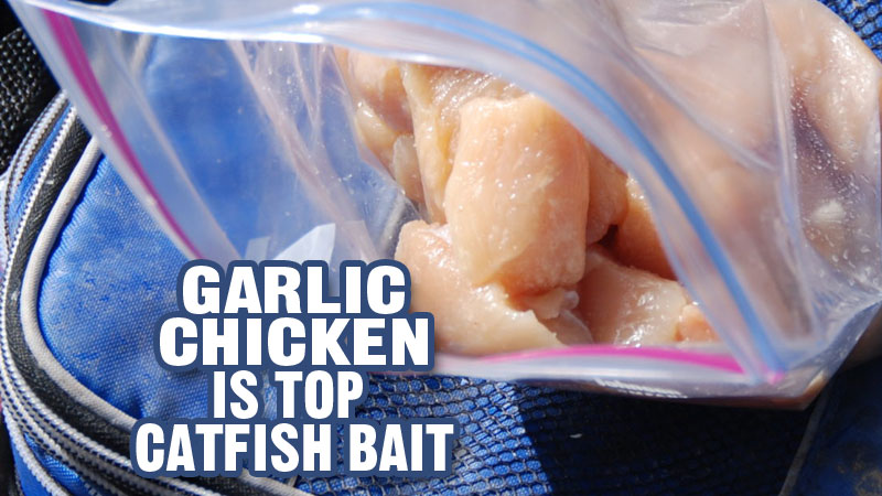 Garlic Chicken Is Top Catfish Bait