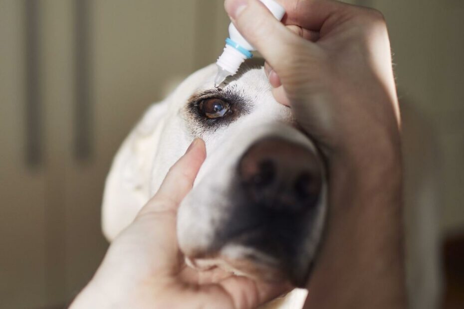 Eye Drops For Dogs - Whole Dog Journal