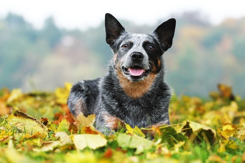 Blue Heeler | Australian Cattle Dog