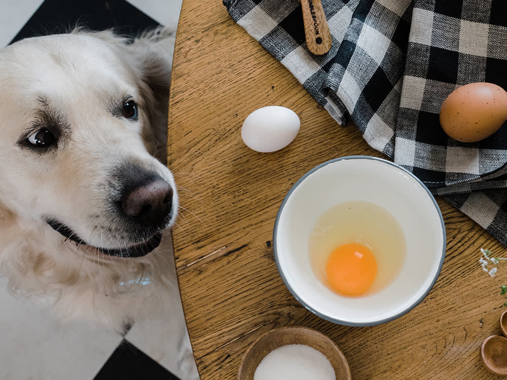 Can Dogs Eat Eggs? Super Foods For Dogs · The Wildest