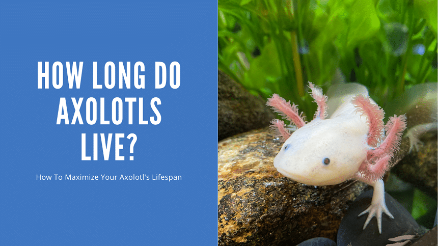 How Long Do Axolotls Live? (5 Key Factors) - Aquariumstoredepot