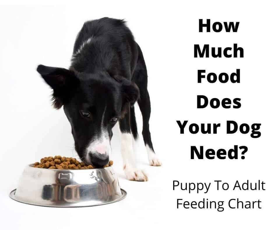 How Much Food To Feed A Dog? The Complete Guide - Gentledogtrainers.Com.Au