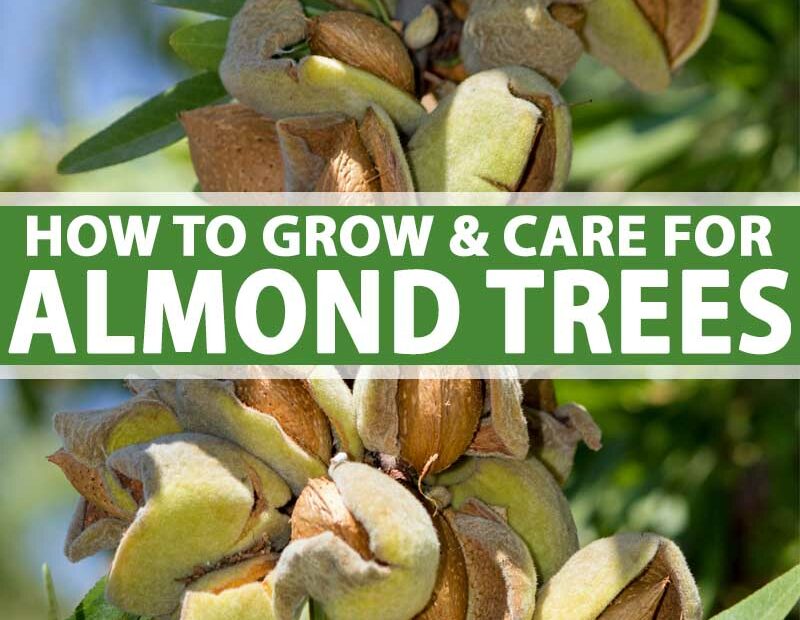 How To Plant, Grow, And Care For Almond Trees | Gardener'S Path