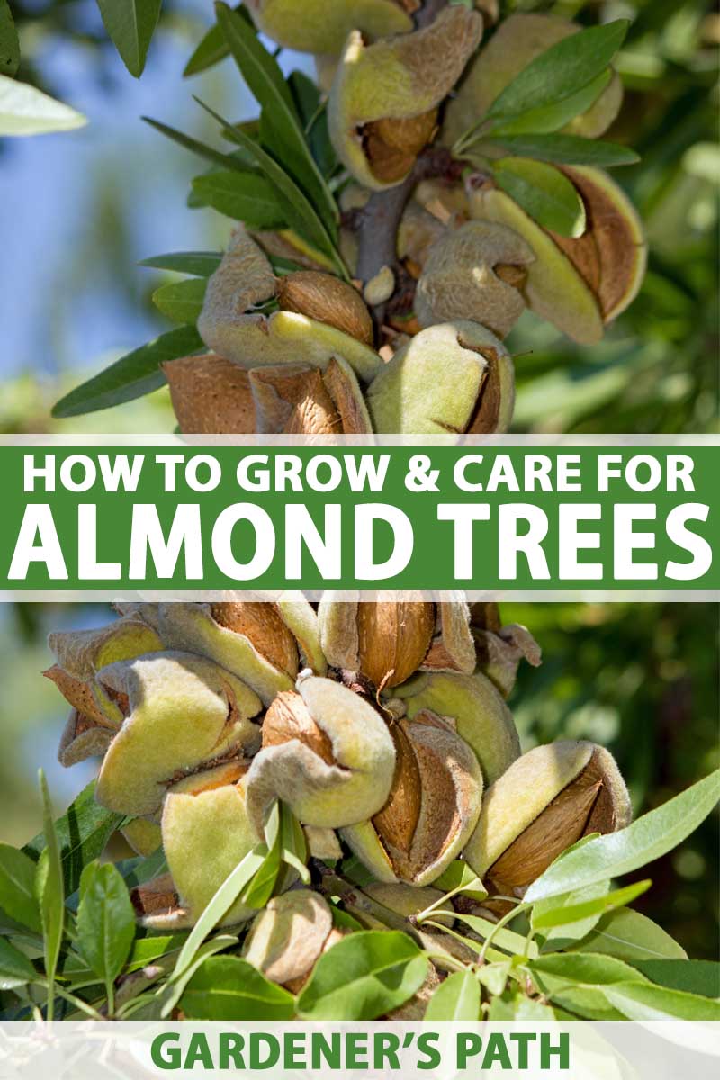 How To Plant, Grow, And Care For Almond Trees | Gardener'S Path