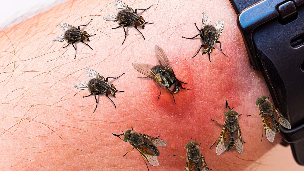 How To Survive A Botfly Infestation | What If Show