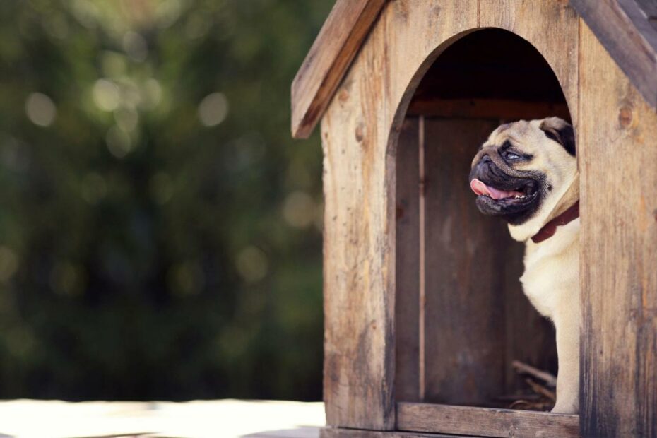 How To Train Your Dog To Use A Dog House | Wag!