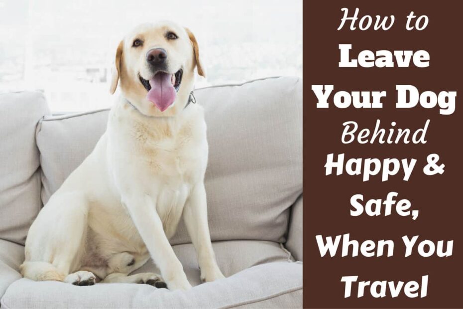 Tips For Leaving Your Dog Behind When You Travel Or Go On Vacation