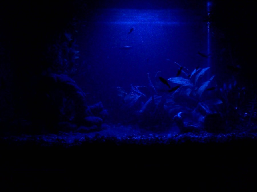 Do Fish Sleep? Do We Need To Keep The Lights On? | My Aquarium Club