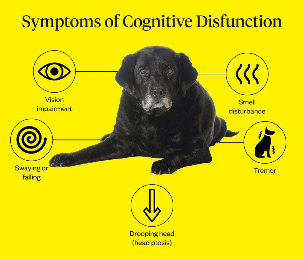 Identifying & Treating Anxiety In Older Dogs | Dutch