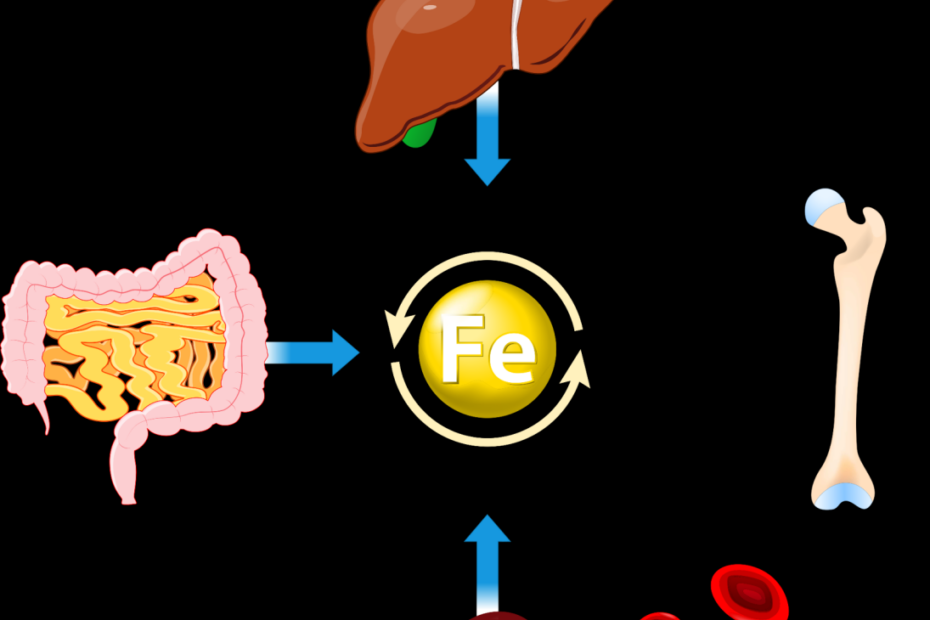 Iron Deficiency In Childhood And Adolescents