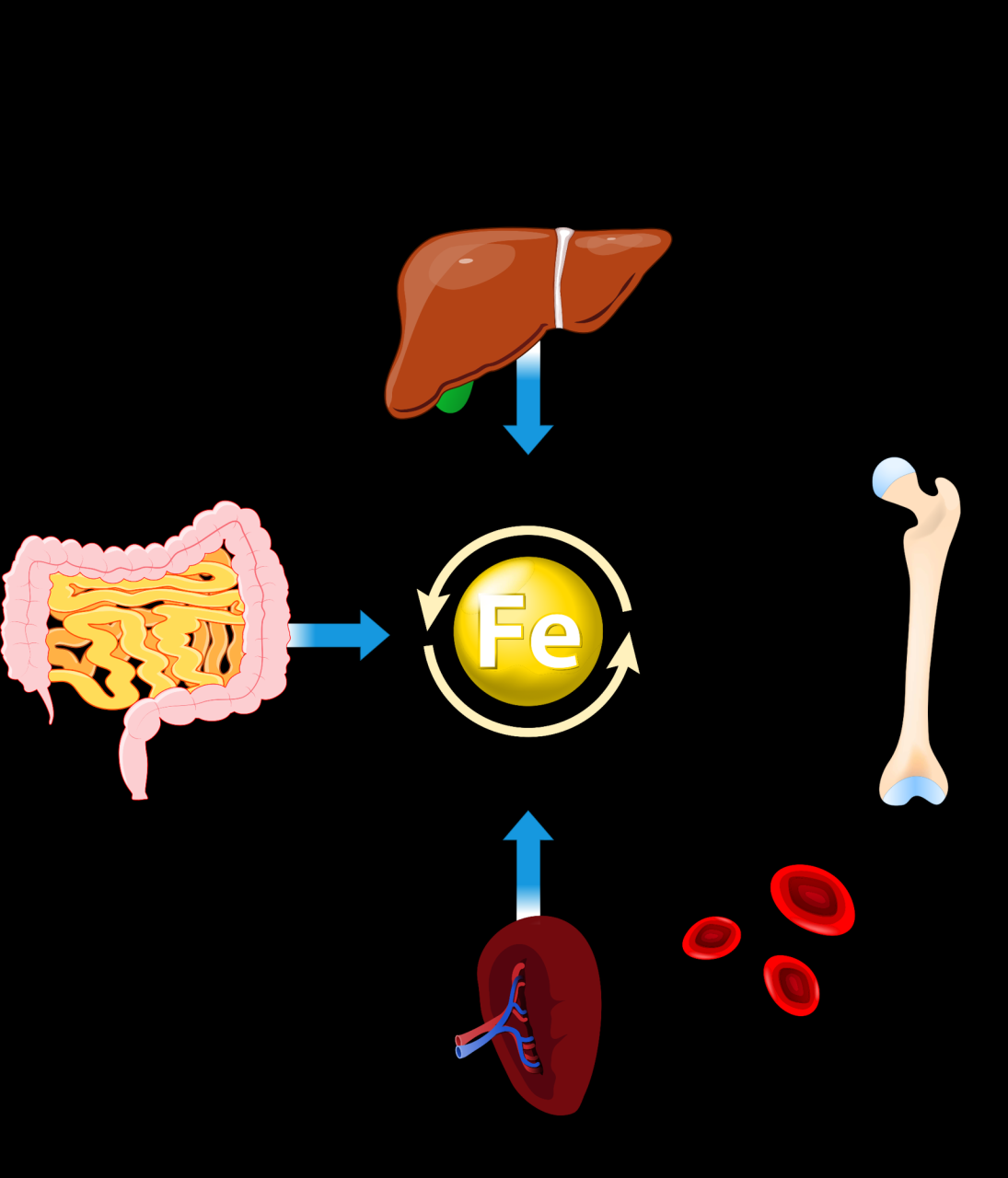 Iron Deficiency In Childhood And Adolescents