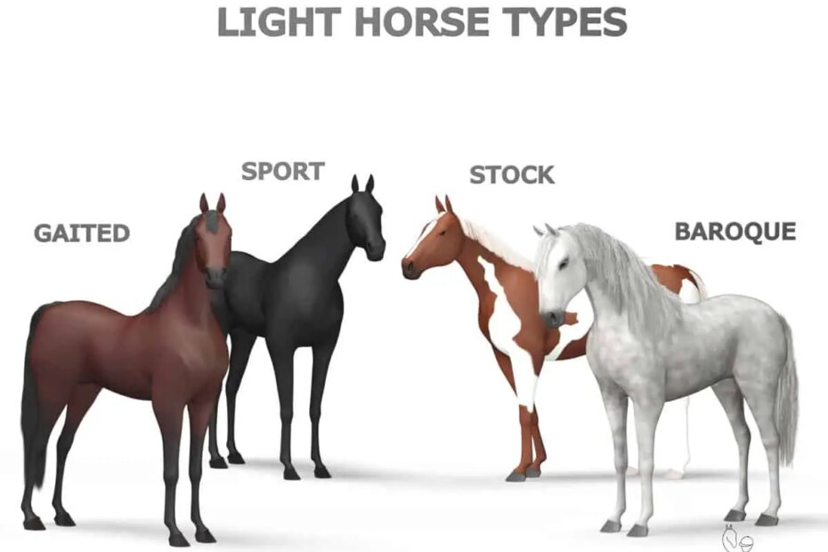 4 Types Of Light Horses [Sport, Stock, Baroque, Gaited]