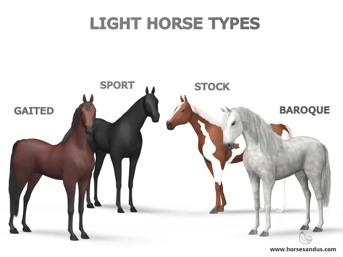 4 Types Of Light Horses [Sport, Stock, Baroque, Gaited]