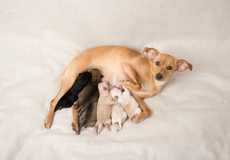 Why Do Dogs Eat Their Puppies? 6 Vet Reviewed Reasons | Hepper