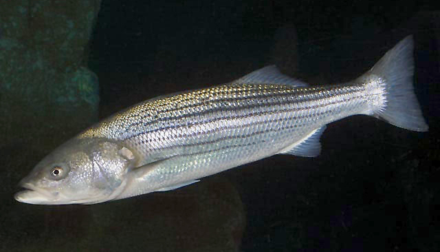 Striped Bass - Wikipedia