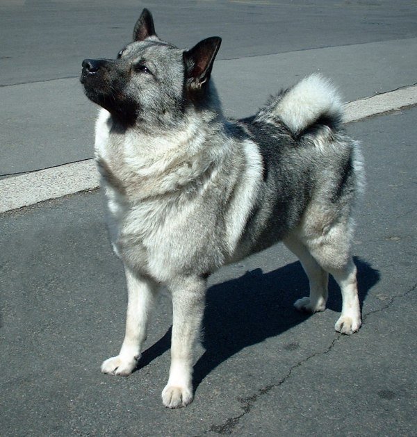 Norwegian Elkhound - Wikipedia