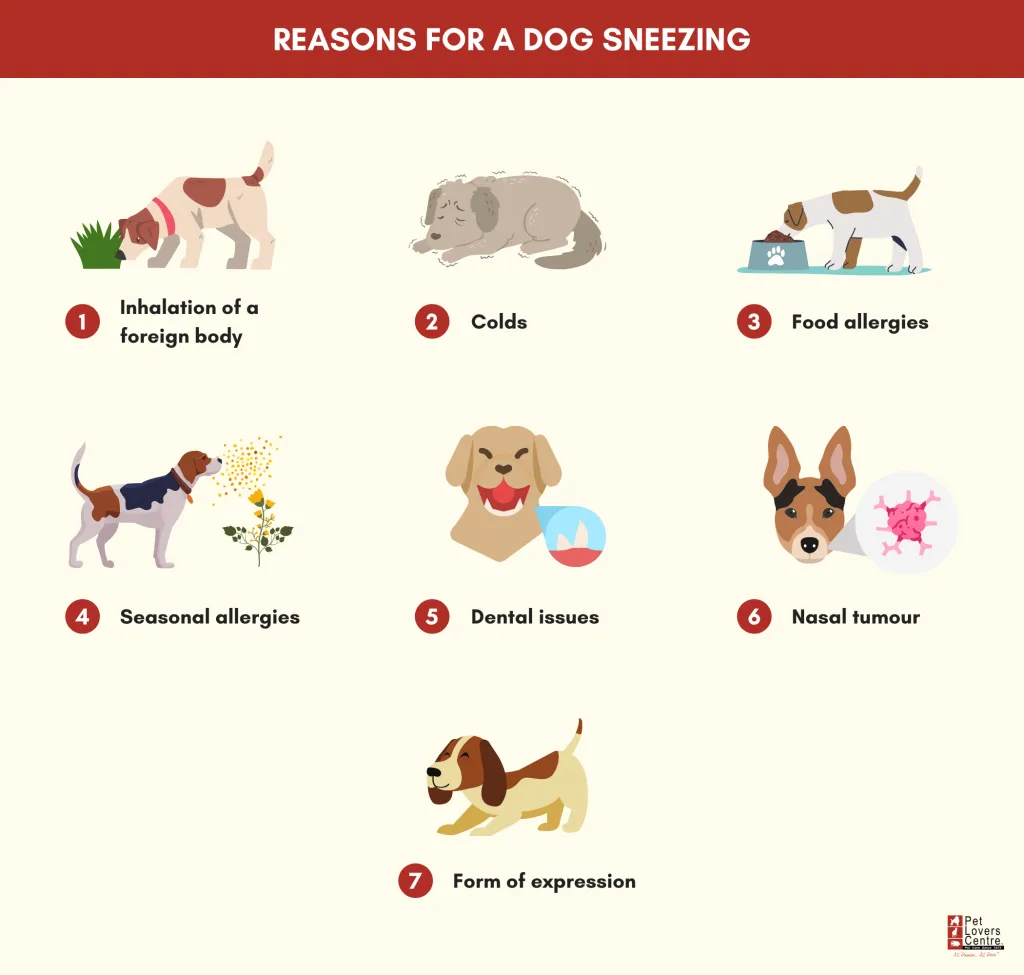 Why Does My Dog Keep Sneezing? [Common Causes + Faqs]