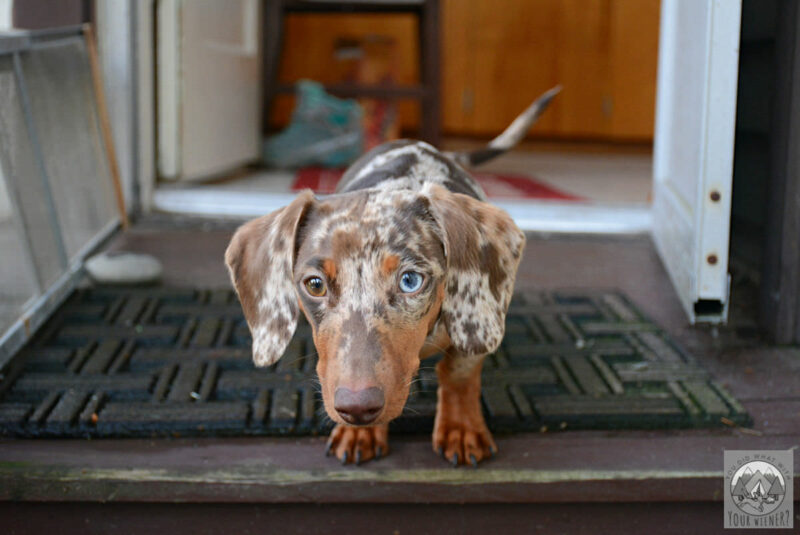 Help! My Dachshund Won'T Potty Outside In The Rain And Cold –  Youdidwhatwithyourwiener.Com