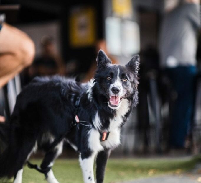 25 Of Brisbane'S Best Dog-Friendly Bars Where You Can Enjoy A Drink With  Your Dog! | Mybrisbane