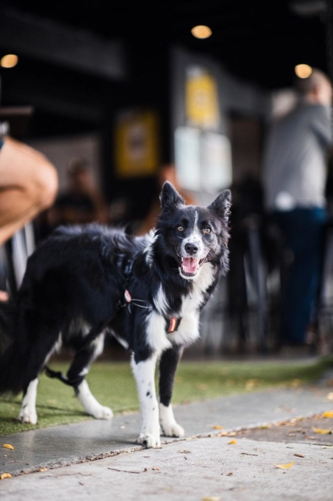 25 Of Brisbane'S Best Dog-Friendly Bars Where You Can Enjoy A Drink With  Your Dog! | Mybrisbane