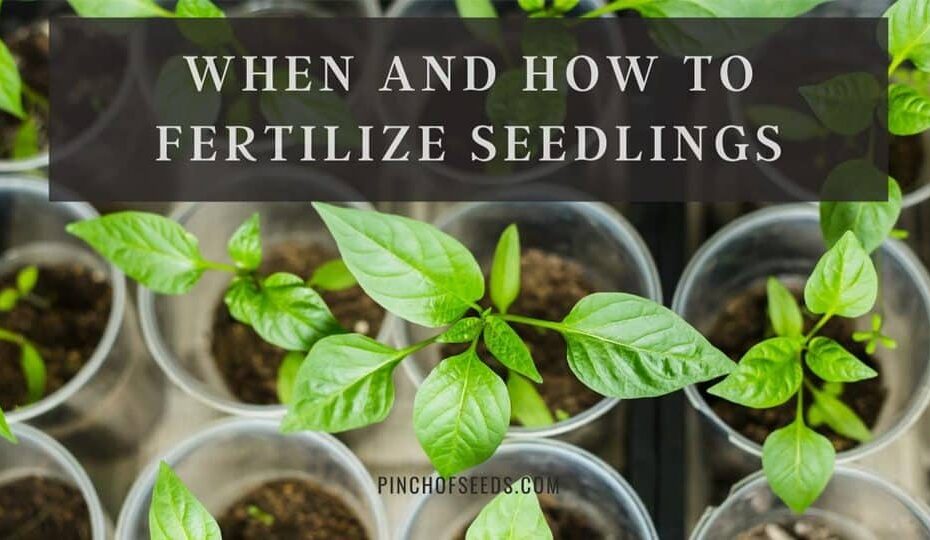 Seedling Fertilizers: When & How + 3 Best Fertilizers