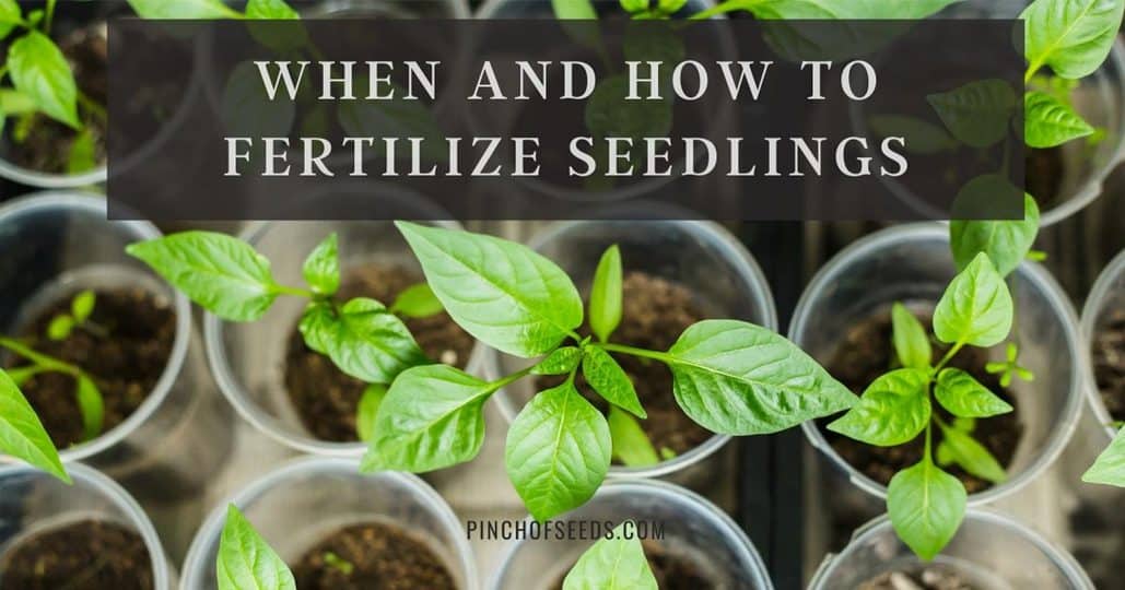 Seedling Fertilizers: When & How + 3 Best Fertilizers