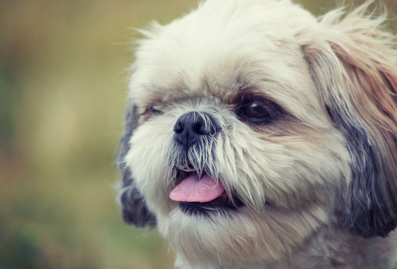 Shih Tzu Allergies: Symptoms And Remedies – Jiminy'S