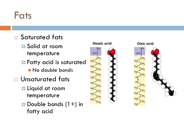 Chapter: The Cell Membrane — The Biology Primer