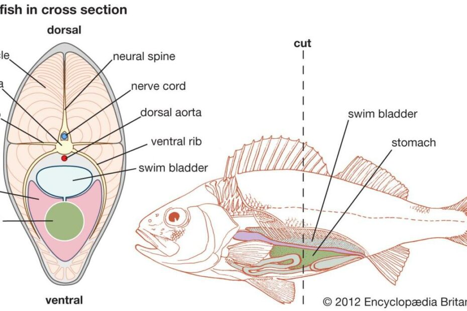 Swim Bladder | Definition, Structure, Function, & Facts | Britannica