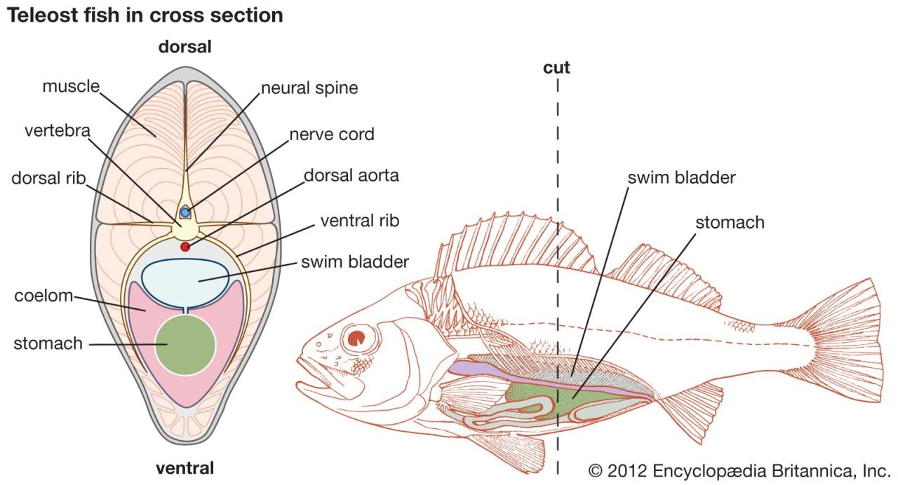 Swim Bladder | Definition, Structure, Function, & Facts | Britannica