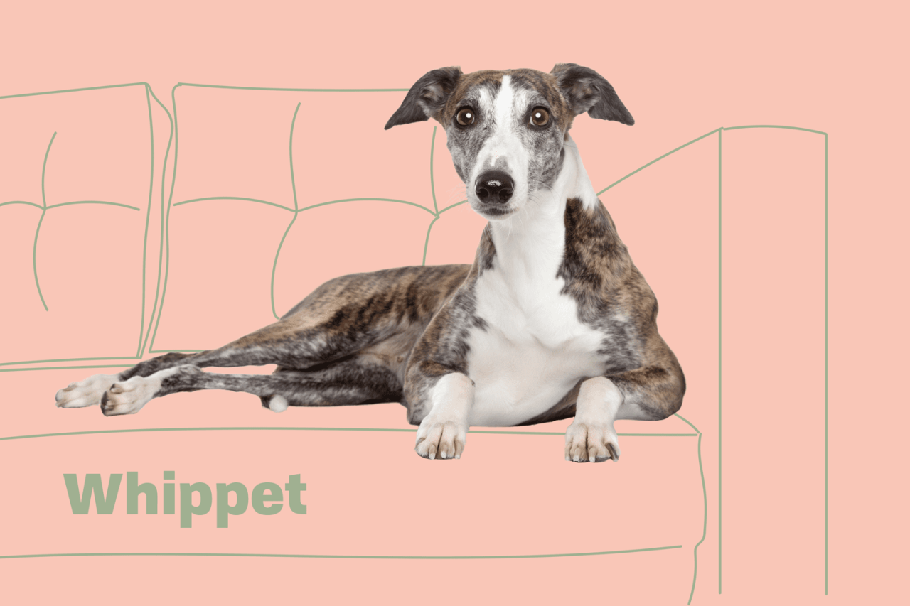 Whippet Dog Breed Information & Characteristics