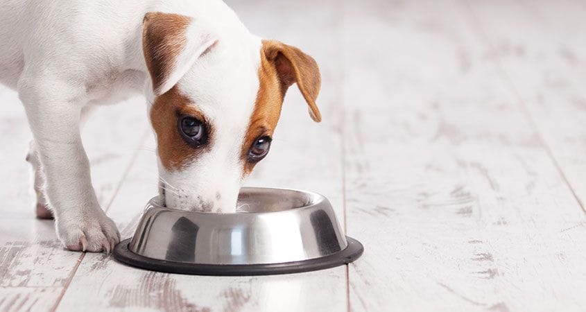 Why Does My Dog Act Hungry All The Time? | Cesar'S Way