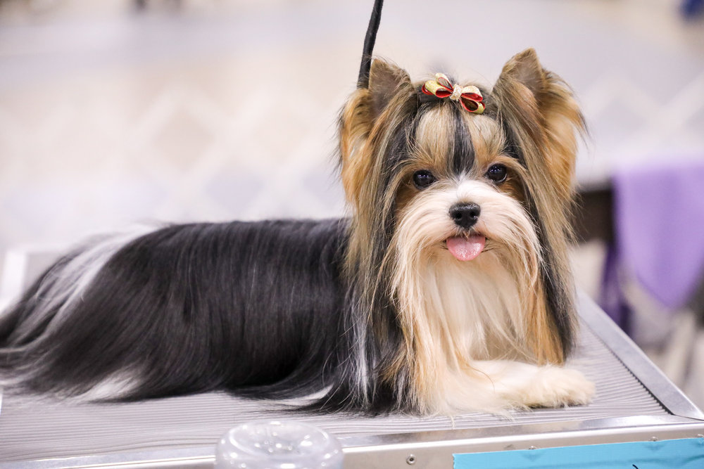 National Dog Show' 2021: Tv Channel, Time, How To Watch Online Without  Cable - Oregonlive.Com