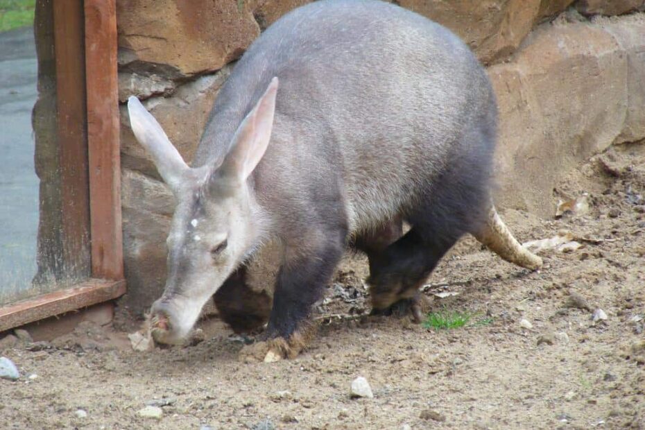 Aardvark Animal Facts | Orycteropus Afer - Az Animals