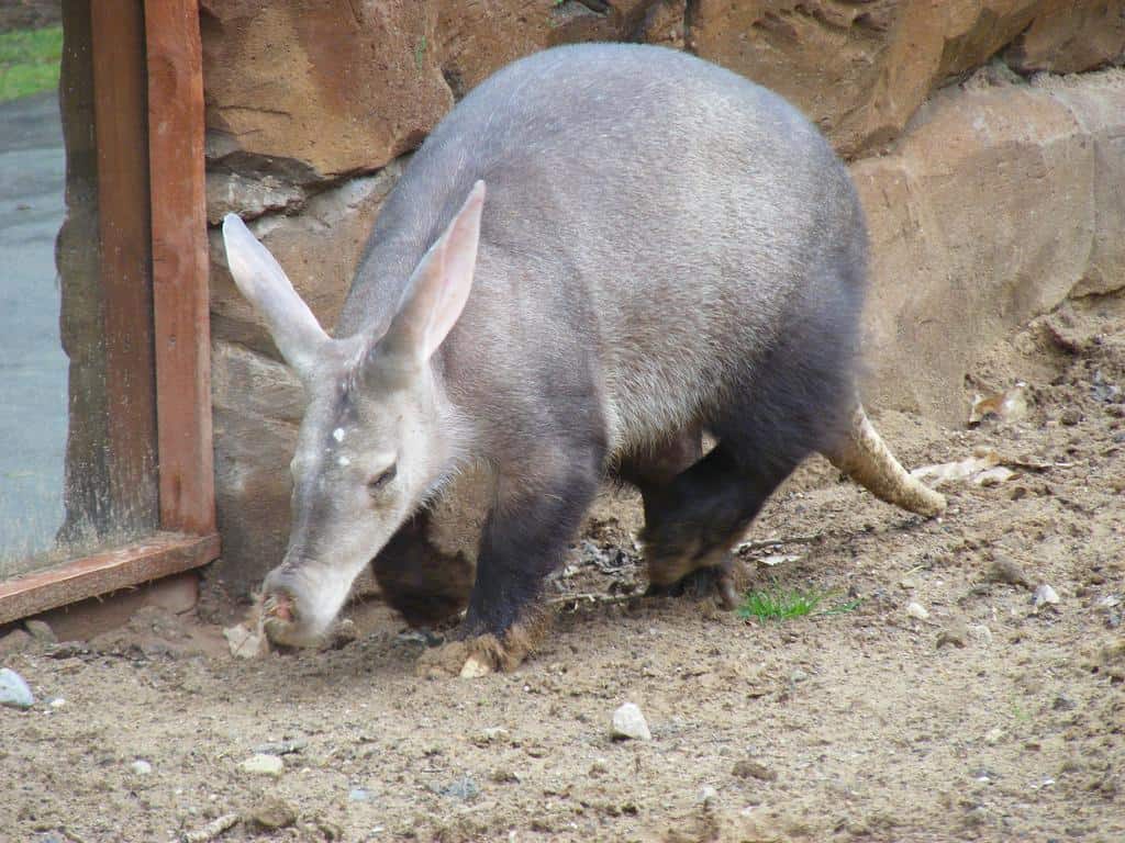 Aardvark Animal Facts | Orycteropus Afer - Az Animals