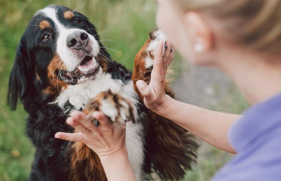 10 Benefits Of Having A Dog For Your Mental And Physical Health