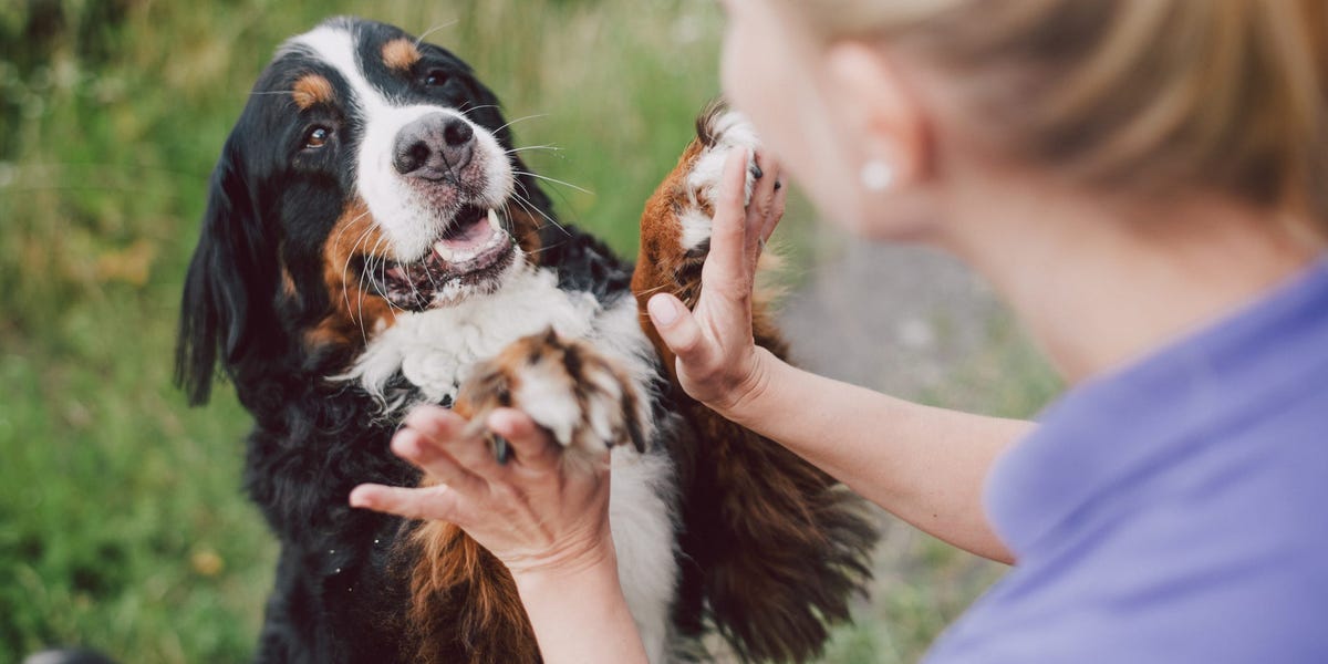 10 Benefits Of Having A Dog For Your Mental And Physical Health