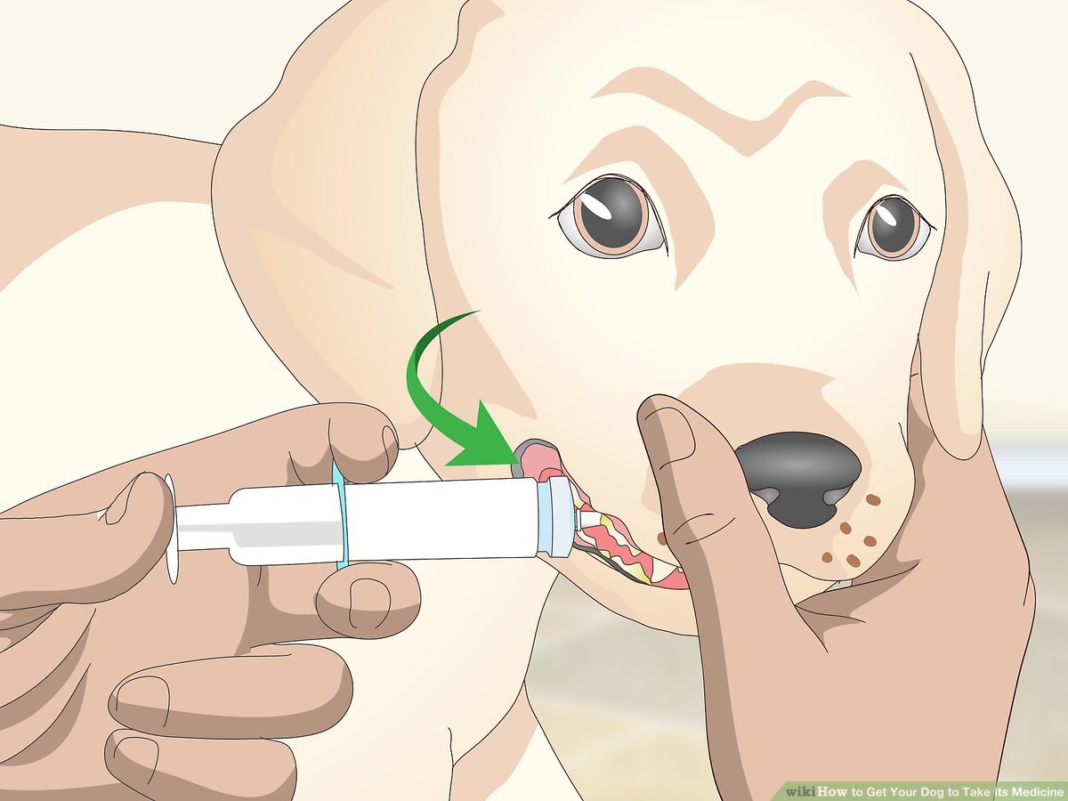 4 Ways To Get Your Dog To Take Its Medicine - Wikihow