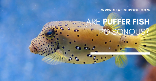 Are All Puffer (Fugu) Fish Poisonous To Touch Or Eat? - Seafish