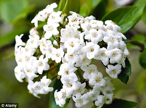 Winter Wonder: It May Look Like An Unassuming Shrub, But Viburnum Gives Off  Gorgeous Scent In The Coldest Weather | Daily Mail Online