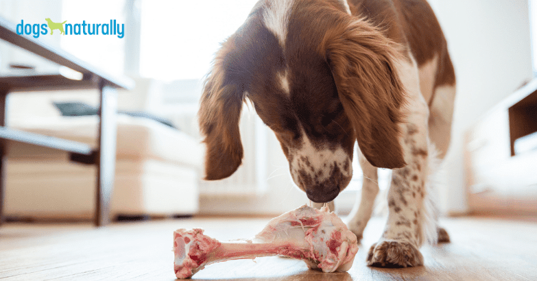 Bones For Puppies ... Here'S Why - Dogs Naturally