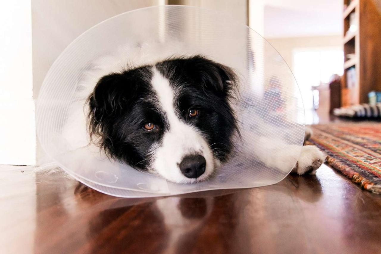 What You Should Know If Your Dog Needs To Wear A Cone