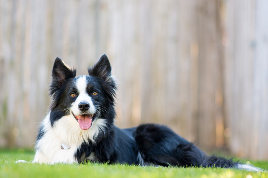 Why Are Border Collies So Smart? Meet This Bright Breed | Aspca Pet Health  Insurance