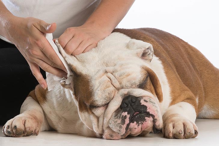 How To Clean A Dog'S Ears – American Kennel Club