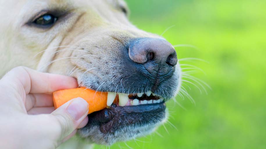 Can Dogs Eat Carrots? Info You Need | Metlife Pet Insurance