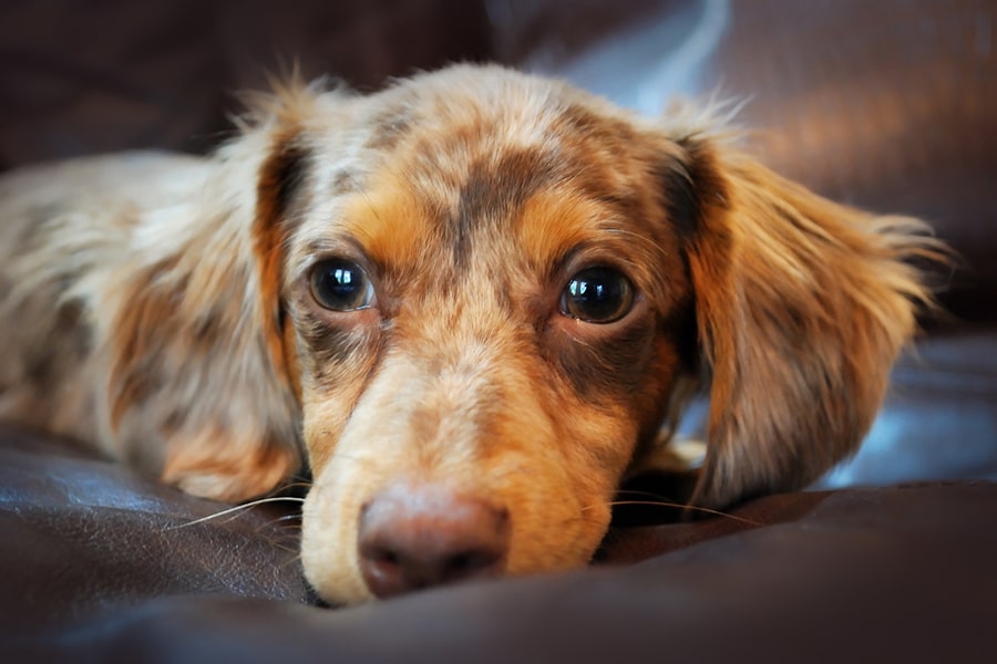 What Kind Of Dog Is A Chiweenie? | Aspca Pet Health Insurance